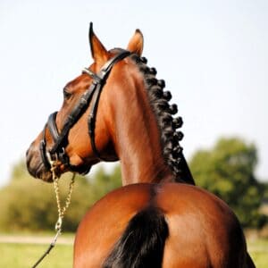 Ridsport
