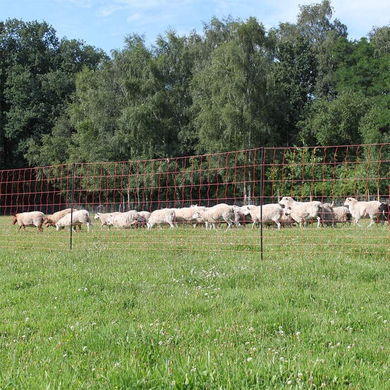 271785-2 Fåre med varumärke och produktkategori inhägnad.