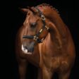 Filename: gourmet-horse-grooming-harness.jpg.