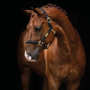 Filename: gourmet-horse-grooming-harness.jpg.