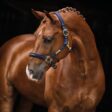 Filename: horse-brandsport-harness.jpg.
